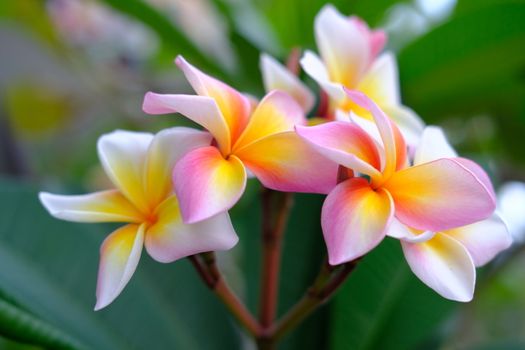 Plumeria flower pink and white tropical flower, frangipani flower blooming on tree, nature background spa flowers. 