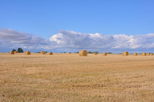 grain fields that has already been harvested with rolled boots