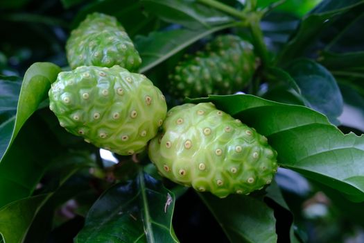 Noni fruits in the tree, nature background Morinda citrifolia.