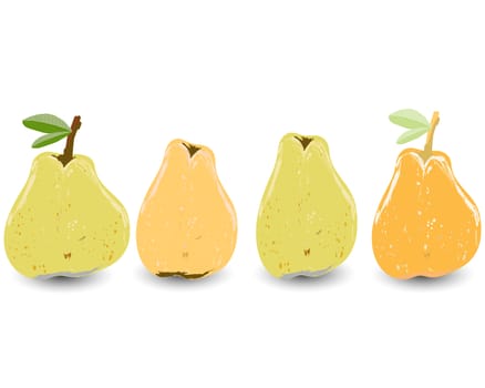 Four yellow and orange pears isolated on white background vector illustration. Summer fruit set for design, banner, menu, poster, apparel, card.
