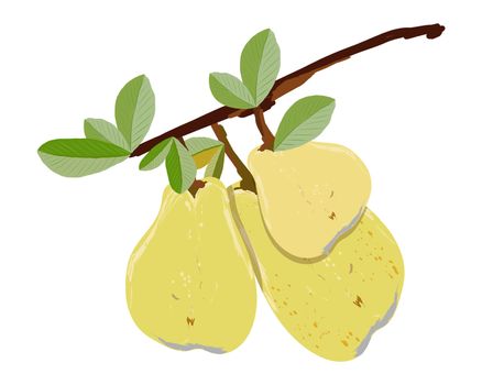 Ripe pear branch isolated on white background vector illustration. Summer fruit set for design, banner, menu, poster, apparel, card.