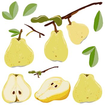 Pear fruit set whole and cut isolated on white background vector illustration. Set for design, banner, menu, poster, apparel, cards.