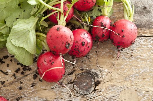 Freshly harvested bunch of dirty radish lying against wooden background
