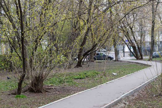 An empty treadmill in the city among the spring greenery of trees and shrubs. People on self-isolation. The deserted city streets.