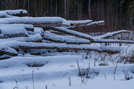 Logs in a pile covered with snow, partially rotted on a winter day