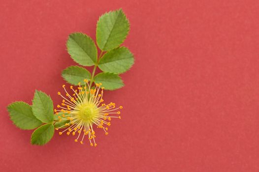 Pink wild rose flowers (Rosa canina) on red background