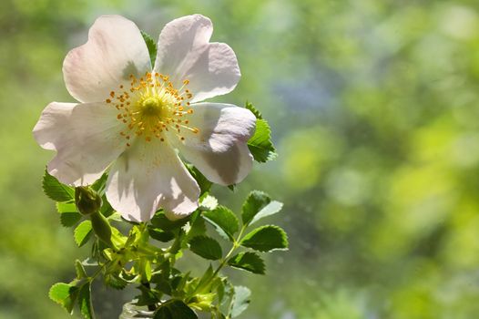 Pink wild rose flowers (Rosa canina) in forest