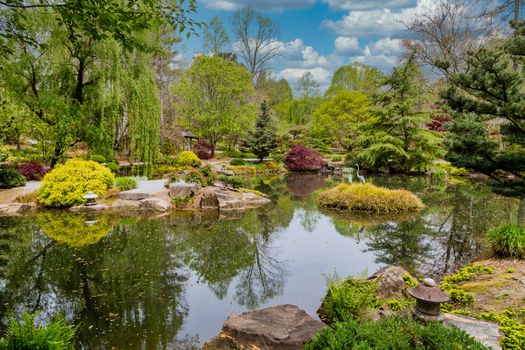 Red Maple Trees around lake in Japanese Garden