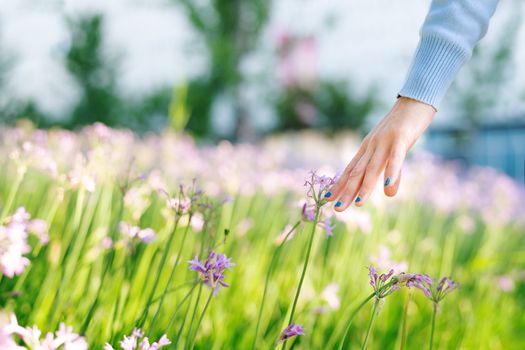 Women and flowers in the field. women hand touching the purple flower with copy space