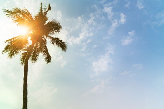 Holiday loading with coconut trees over clear sky on day noon light