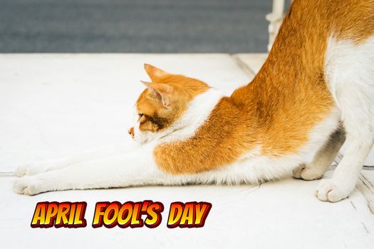 April Fools Day, portrait of yoga white-light brown cat