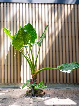 the plant leaves and shadows on a modern wood wall