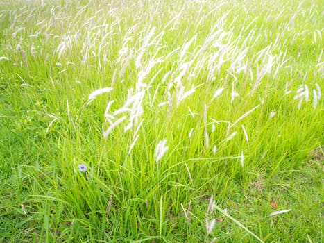 Wild blossoming grass in field meadow in nature for background