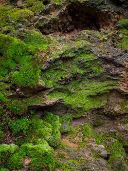 fern and moss and little plant growing on tree and rock