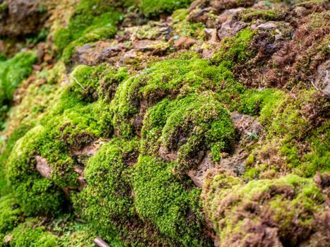 fern and moss and little plant growing on tree and rock