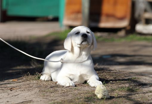 yellow labrador playing in the park