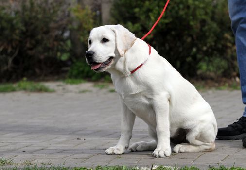 sweet yellow labrador playing in the park