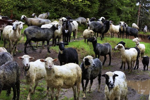 A flock of sheep grazing after a heavy rain on a hill of mountain green meadows among muddy puddles and tall pines on a bright spring morning