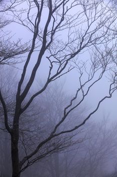 Bare tree branches shrouded in heavy fog against a bluish-lilac sky in early spring