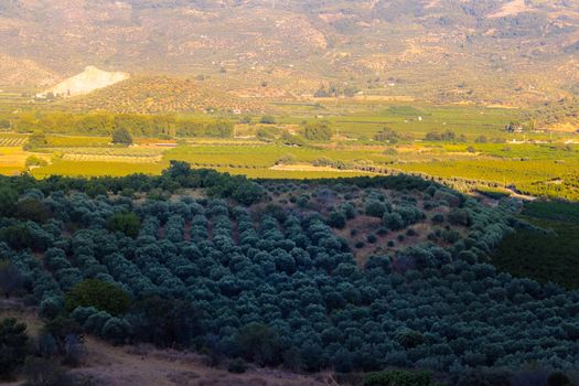 a very good looking shoot of fruit trees with awesome colors. photo has taken at izmir/turkey.