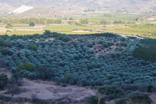 a very good looking shoot of fruit trees with awesome colors - focus on trees. photo has taken at izmir/turkey.