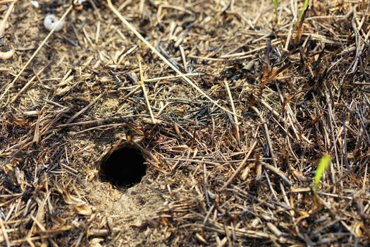 Abandoned mink of a small rodent in the field and blurred texture and background of scorched grass.
