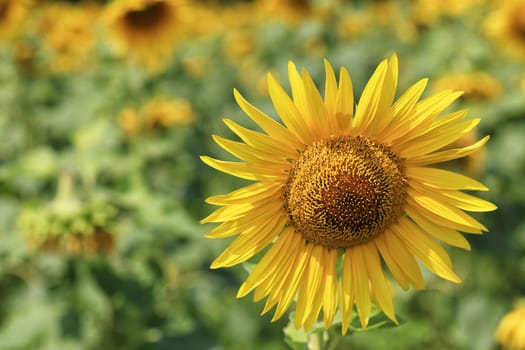 Large and bright blooming sunflower on blurred background of green field, on the left side of the copy space for advertising