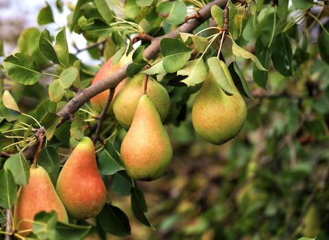 Ripe red-green pears on a branch against the background of blurred foliage and gentle sunlight.
