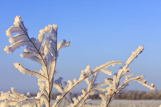 The branches of the bush in the frost, as if enchanted, are illuminated by gentle sunlight against a blue sky.