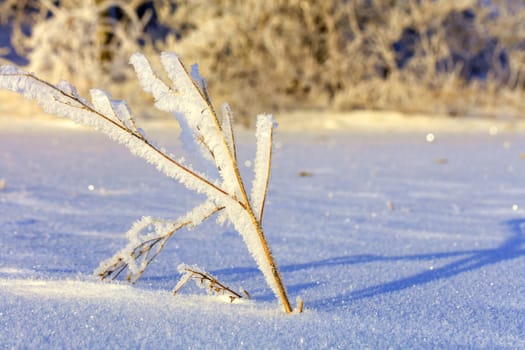 The branches of the bush in the frost, as if enchanted, are illuminated by gentle sunlight against the background of a snow-covered field.