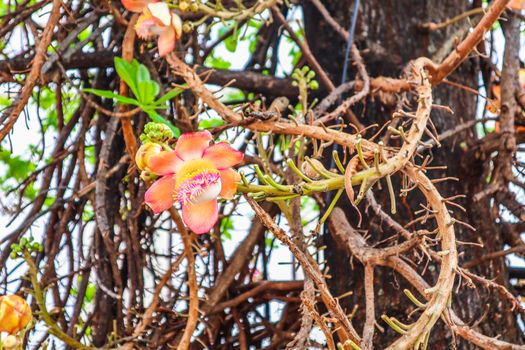 Shorea robusta, the sal tree, is a species of tree in the family Dipterocarpaceae