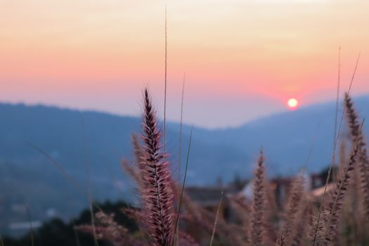 art abstract spring sunset view background or summer background with wild grass spicas