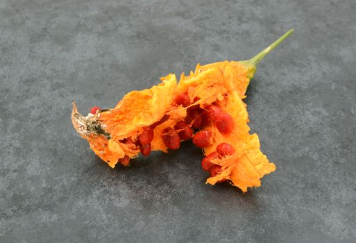 Sticky red seeds revealed inside an overripe orange bitter gourd, on a slate gray background