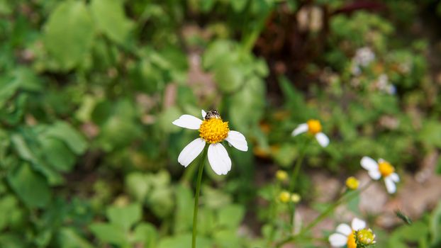 Honey bees pollinating on flower in the garden.