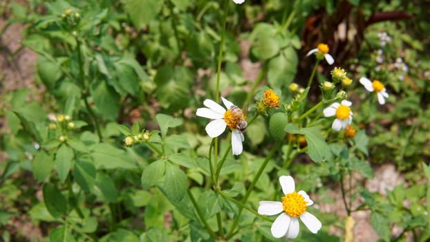 Honey bees pollinating on flower in the garden.