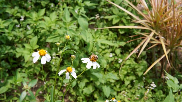 Honey bees pollinating on flower in the garden.