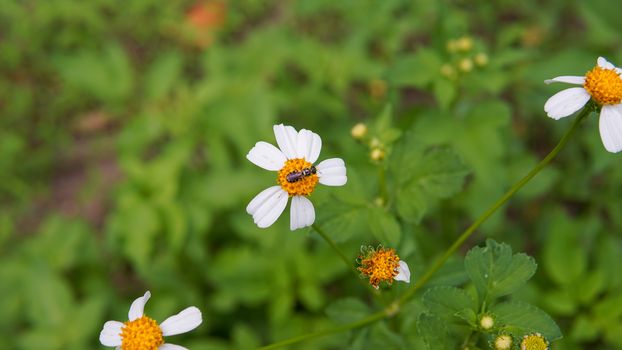 Honey bees pollinating on flower in the garden.