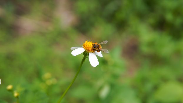 Honey bees pollinating on flower in the garden.