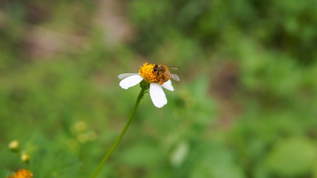 Honey bees pollinating on flower in the garden.