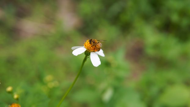 Honey bees pollinating on flower in the garden.