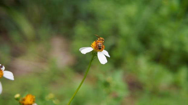 Honey bees pollinating on flower in the garden.