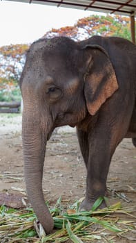 Group of adult elephants feeding sugar cane and bamboo in Elephant Care Sanctuary, Mae Tang, Chiang Mai province, Thailand.