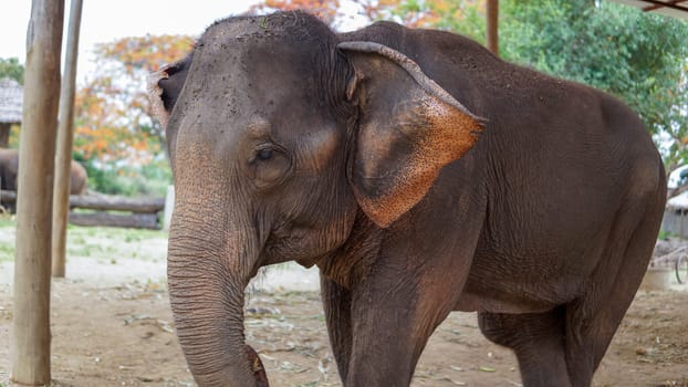 Group of adult elephants feeding sugar cane and bamboo in Elephant Care Sanctuary, Mae Tang, Chiang Mai province, Thailand.