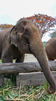 Group of adult elephants feeding sugar cane and bamboo in Elephant Care Sanctuary, Mae Tang, Chiang Mai province, Thailand.