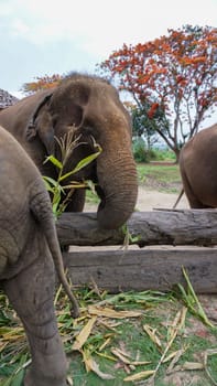 Group of adult elephants feeding sugar cane and bamboo in Elephant Care Sanctuary, Mae Tang, Chiang Mai province, Thailand.