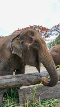 Group of adult elephants feeding sugar cane and bamboo in Elephant Care Sanctuary, Mae Tang, Chiang Mai province, Thailand.