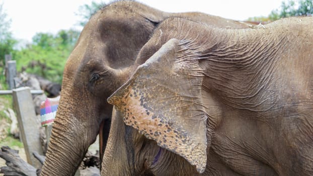 Group of adult elephants feeding sugar cane and bamboo in Elephant Care Sanctuary, Mae Tang, Chiang Mai province, Thailand.