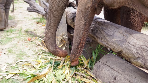 Group of adult elephants feeding sugar cane and bamboo in Elephant Care Sanctuary, Mae Tang, Chiang Mai province, Thailand.