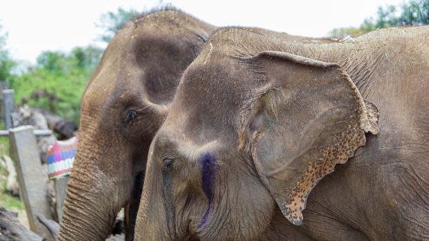 Group of adult elephants feeding sugar cane and bamboo in Elephant Care Sanctuary, Mae Tang, Chiang Mai province, Thailand.