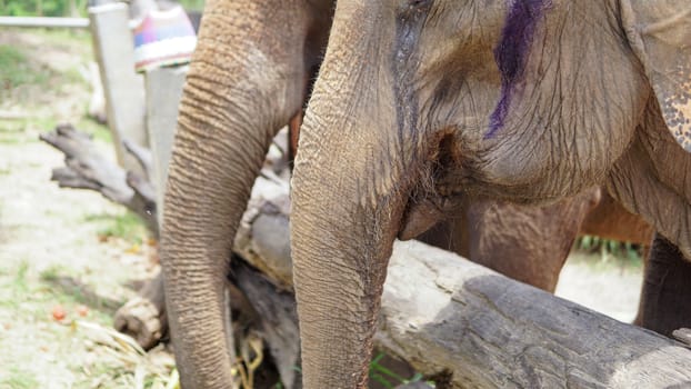 Group of adult elephants feeding sugar cane and bamboo in Elephant Care Sanctuary, Mae Tang, Chiang Mai province, Thailand.